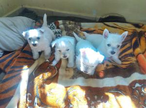 west highland white terrier cachorros ped. int.