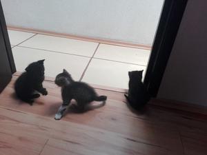 Regalo 3 gatitos de dos meses y dos de 8 meses