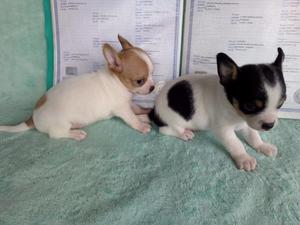 Cachorros Chihuahua aptos a pedigree internacional