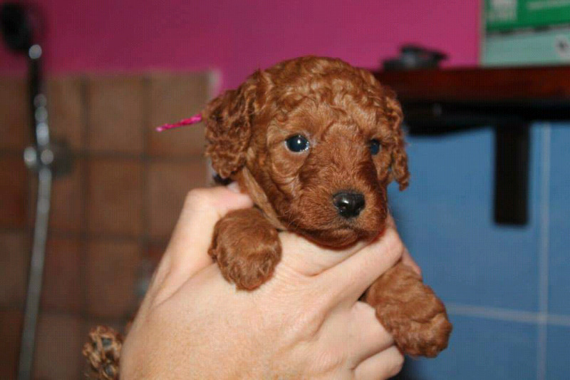 French poodle rojos