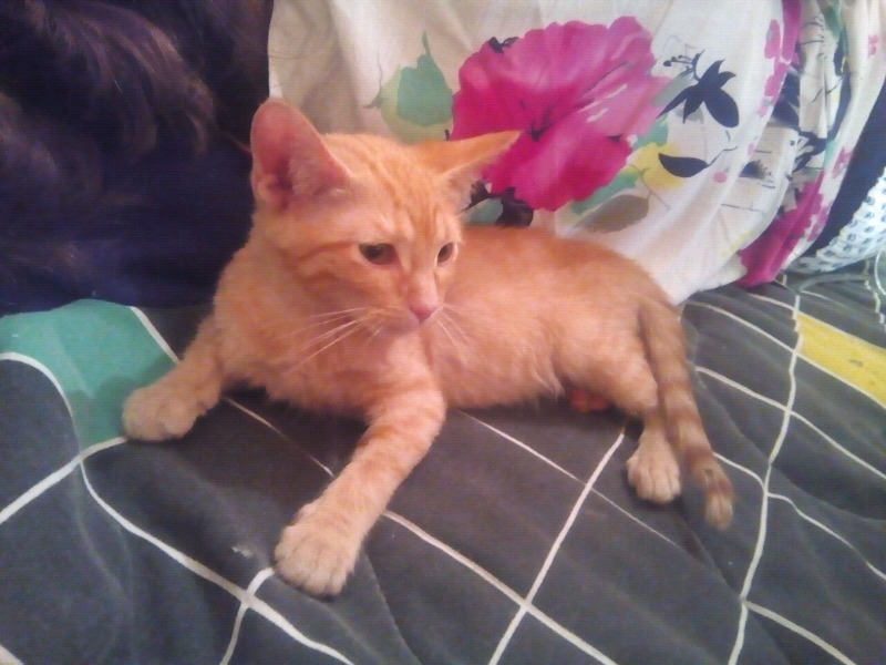 Gatita anaranjada Garfield con 3 meses y medio de edad