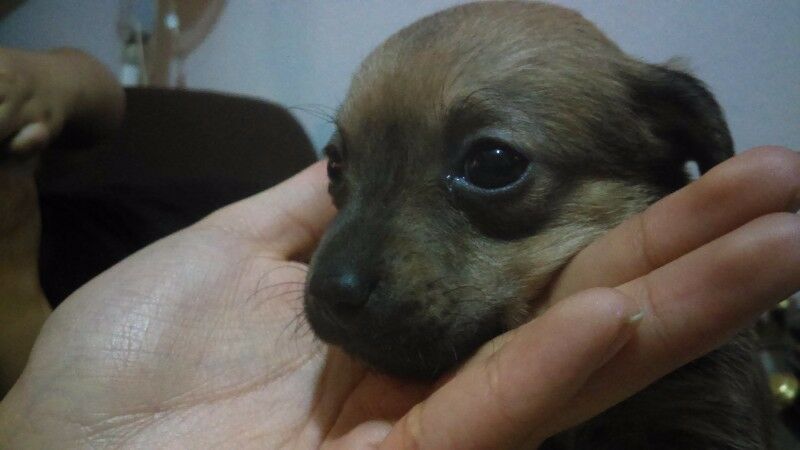 Chihuahua Cruzado Con Salchicha