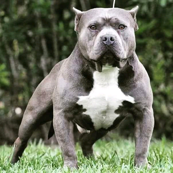 American bully cafe pecho blanco 🥇 Posot Class