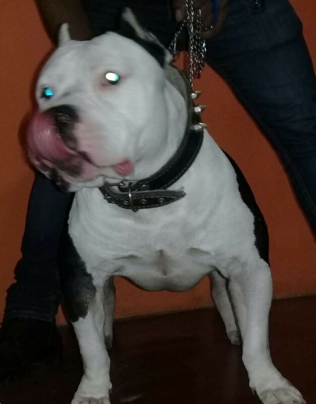 American bully cafe pecho blanco Posot Class