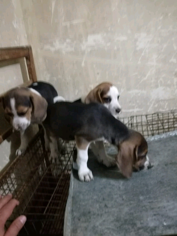 Beagle cachorros