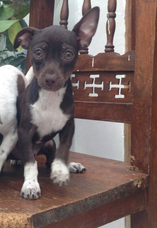 Perros chihuahua 🥇 Posot Class