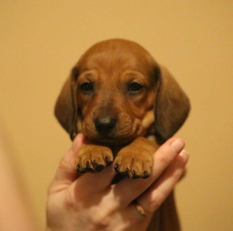 Perros Dachshund Salchicha En Venta Monterrey 🥇 Posot Class