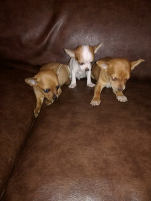 Chihuahua mini cachorros