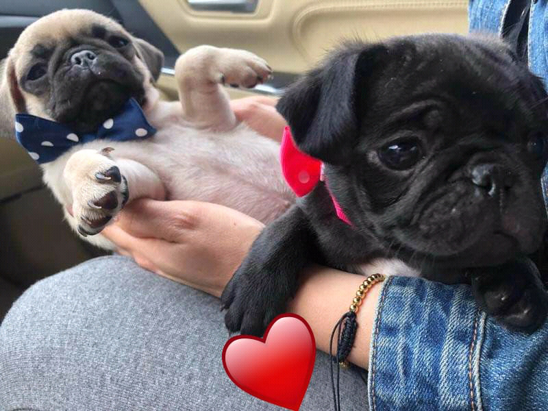 Hermosos Mini Pug De Dos Meses Posot Class