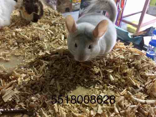 Chinchilla Bebe Macho Violeta Posot Class