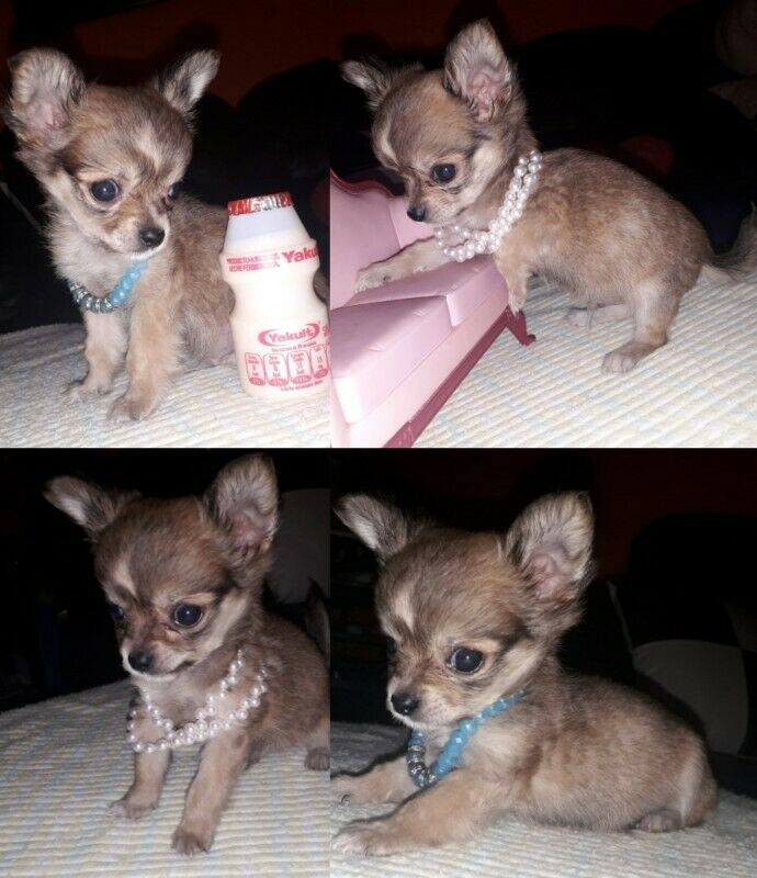 Chihuahua pelo largo cabezita de manzana miniatura