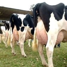 vacas lecheras posot gestacion becerras