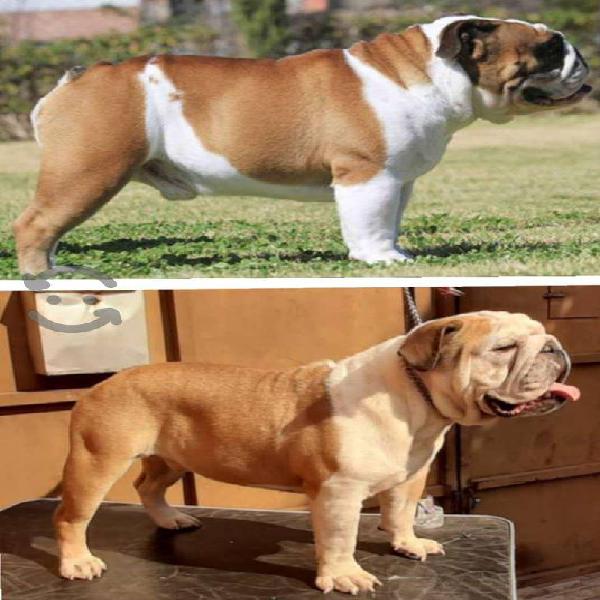 Bulldog Inglés 10 meses pedigree