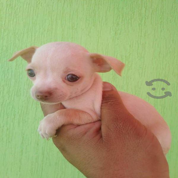 hembra Chihuahua mini de bolsillo 2 meses y medio