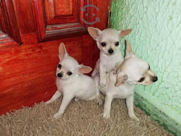 Chihuahuas chihuahuenos blanco cuernavaca 🥇 Posot Class