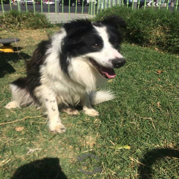 Border Collie Macho Busca Hembra Guadalajara