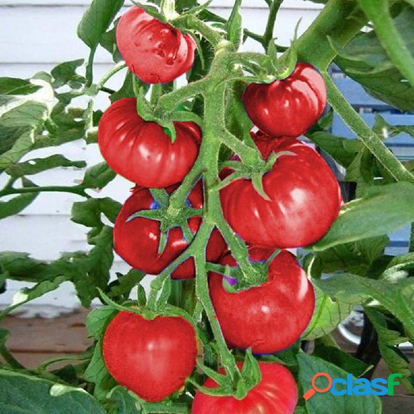100 Semillas de tomate colorido