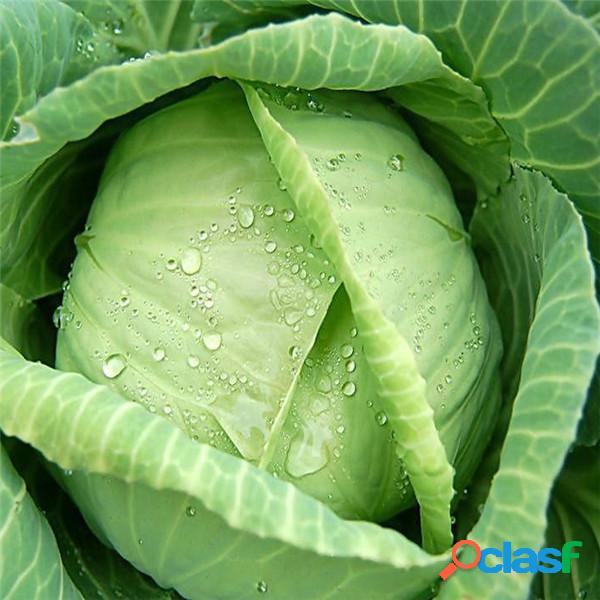 100 Unids Giant Cabbage Seeds Semillas Orgánicas Vitamin