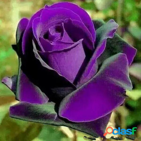 100Pcs Purple Dragón Rose Semillas Flor Bonsai Macetas