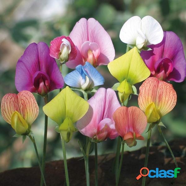 10Pcs / Bolsa Multi Color Sweet Pea Flower Semillas