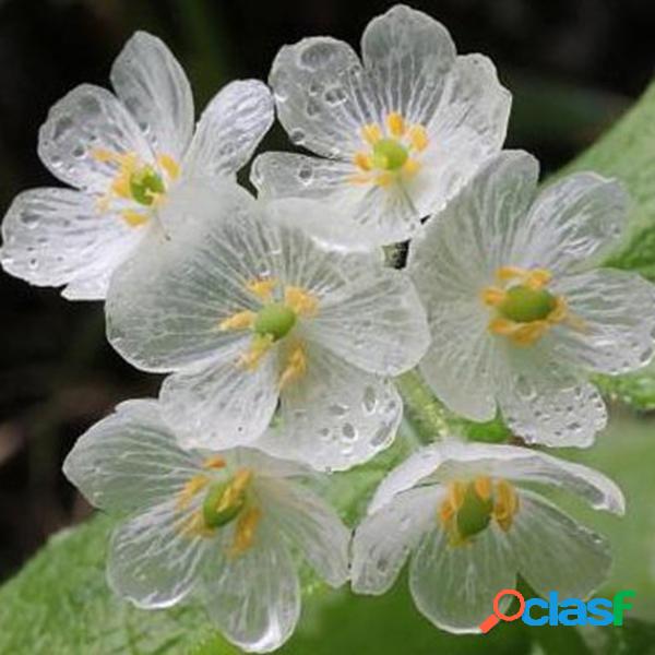 10pcs semillas de flor de loto japonés flor de pétalo