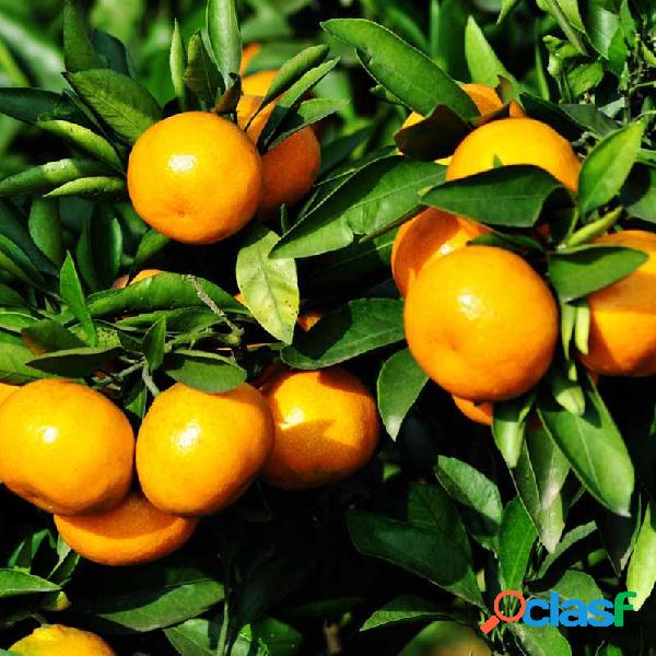 30 piezas de frutas comestibles mandarina árbol bonsái
