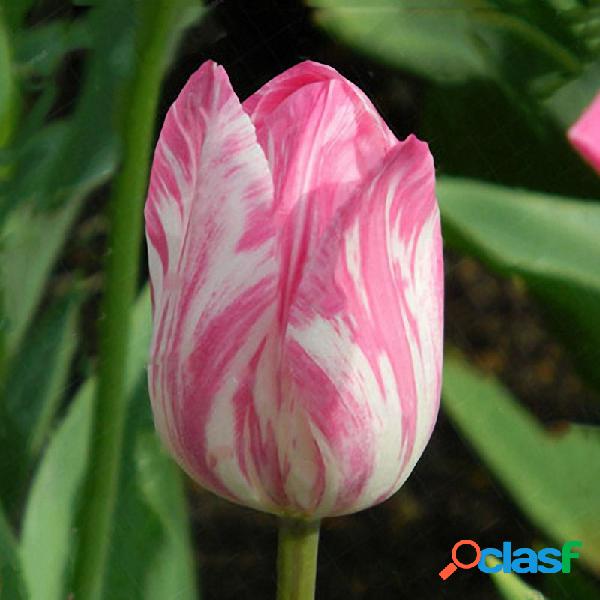 Egrow 10 Unids Perfume Tulip Seed Perennial High-grade