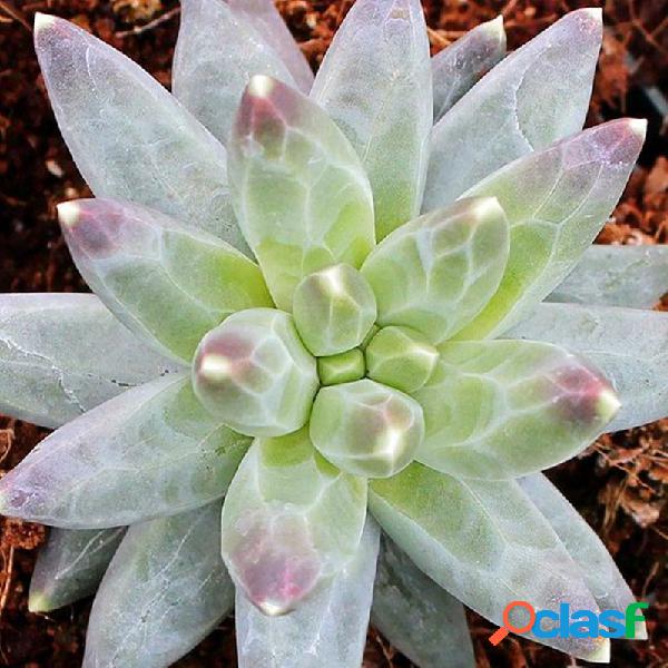 Egrow 100 Pcs / Pack Pachyphytum Seeds Garden Compactum