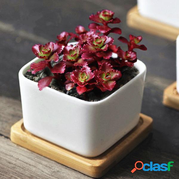 Egrow 100 Unids / bolsa Lotus Succulents Semillas Mixto Rose