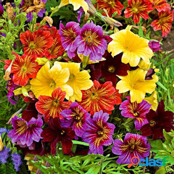 Egrow 100 Unids / pack Alstroemeria Semillas Flor Aurantiaca