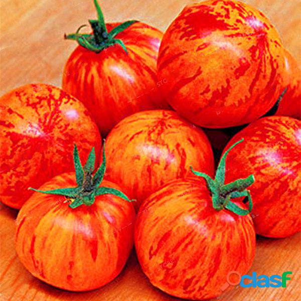 Egrow 100 Unids / pack Rojo Verde Amarillo Semilla de Tomate