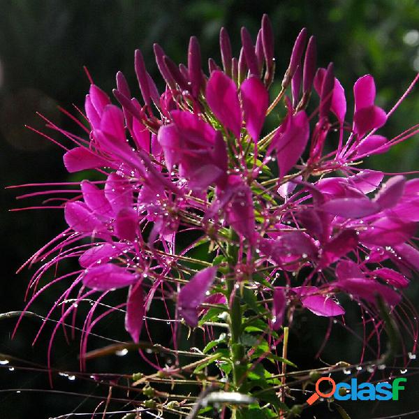 Egrow 100 piezas / paquete Cleome Spinosa Semillas Bonsai