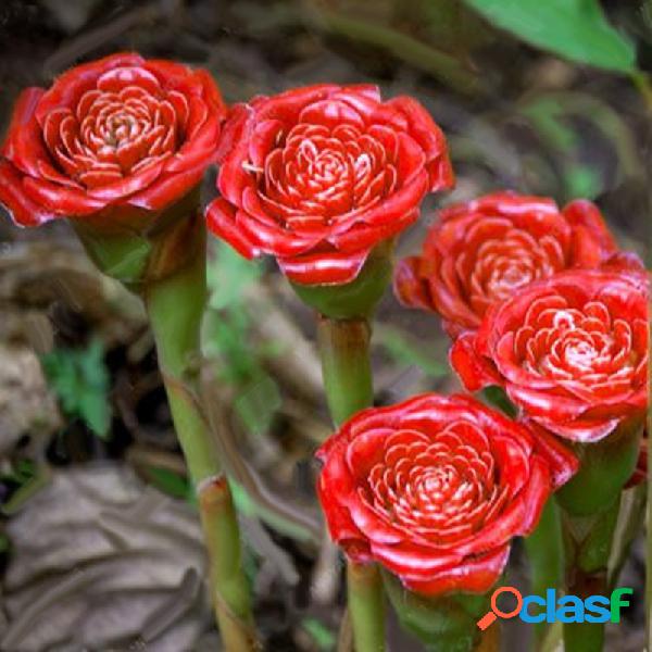 Egrow 100Pcs / Pack Carnation Semillas Red Carnation Red Up