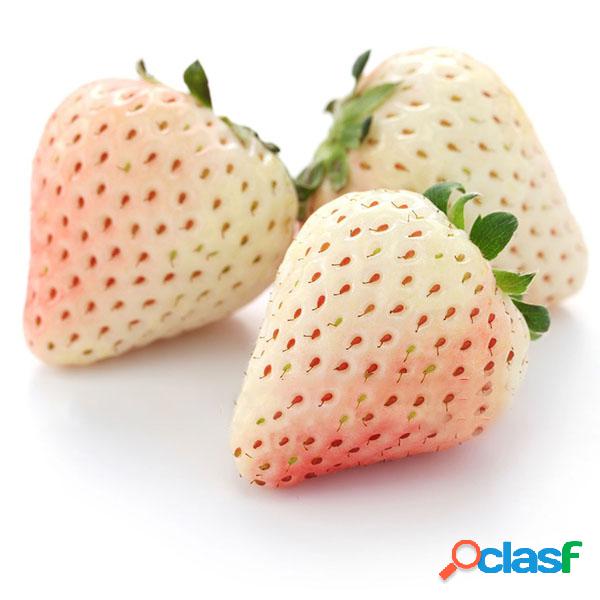 Egrow 100Pcs / Pack Semillas de fresa blanca Jardín Bonsai