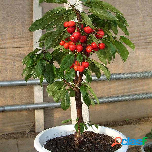 Egrow 20 Unids / bolsa Cherry Seeds Home Indoor Fruit Bonsai