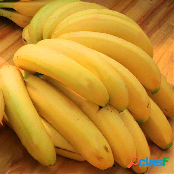 Egrow 200 Unids Graden Semillas de Plátano Enano Al Aire
