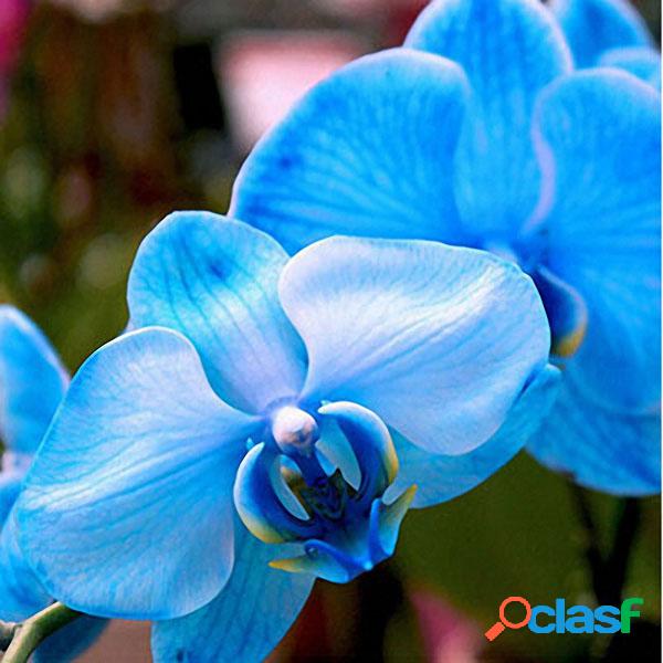 Egrow 200 unids / bolsa Phalaenopsis semillas de orquídeas