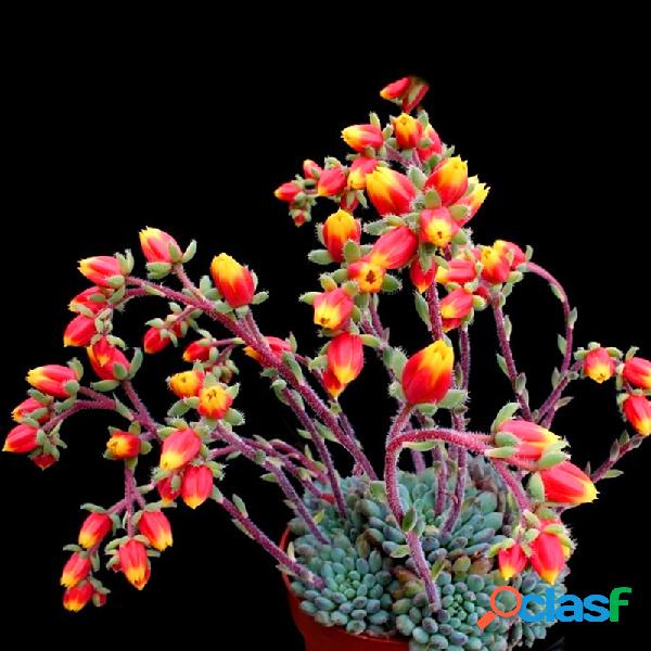 Egrow 20Pcs / Pack Cactus Semillas Color de floración de