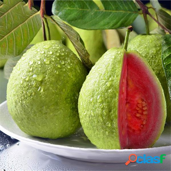 Egrow 30 Unids / pack Semillas de Guava Semillas de Plantas