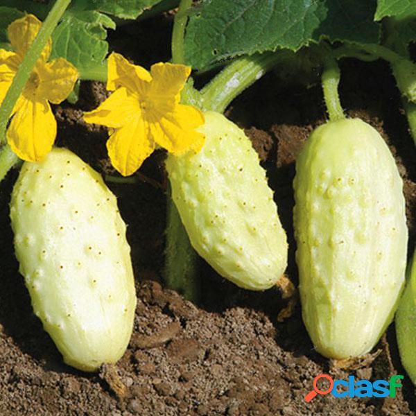 Egrow 50 Unids / pack White Pepino Semillas Jardín Balcón