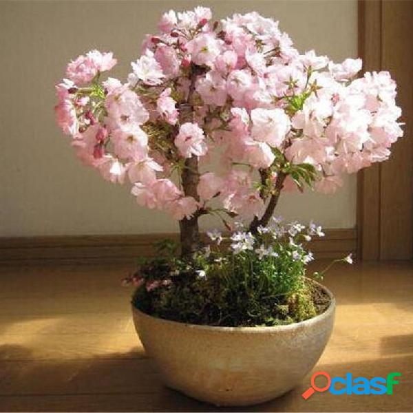 Egrow 50 piezas Sakura Semillas Raro Sakura flor de cerezo