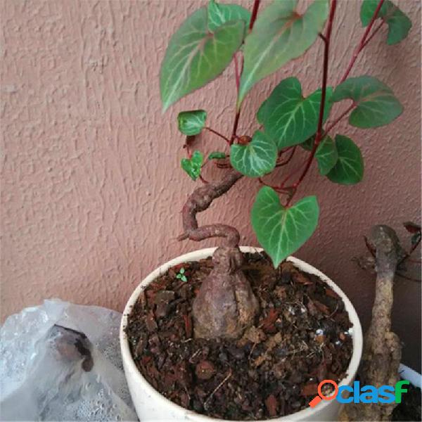 Egrow 50 piezas / paquete Polygonum Multiflorum Semillas