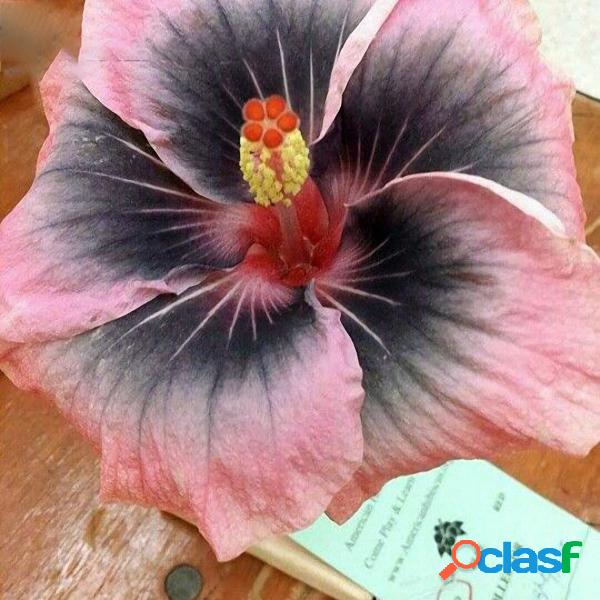Egrow 50Pcs / Pack Flor de hibisco gigante Semillas Jardín