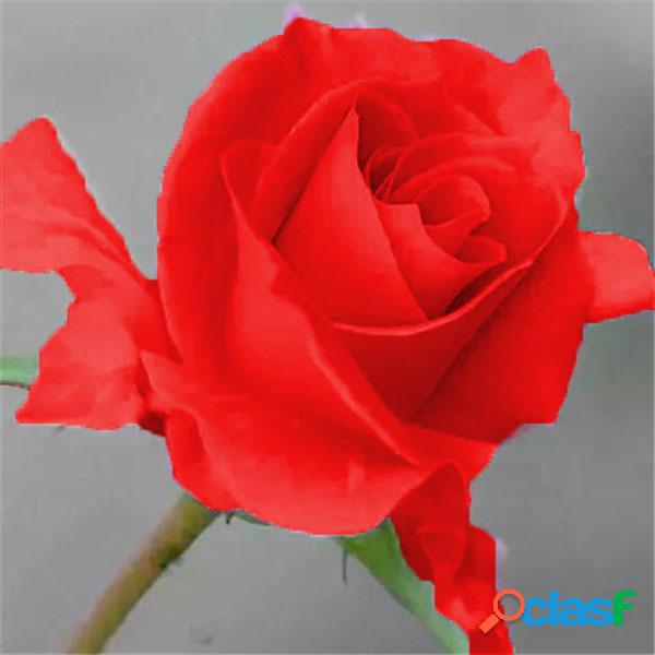 Rose Rosa Peach Rose Seed Bonsai Flower para habitaciones en
