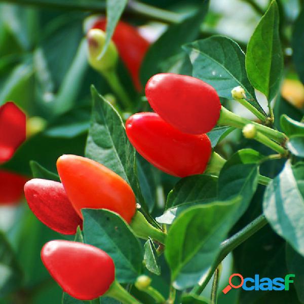 100 Unids Egrow Mezcla Color Pimienta Semillas Chili Pepper