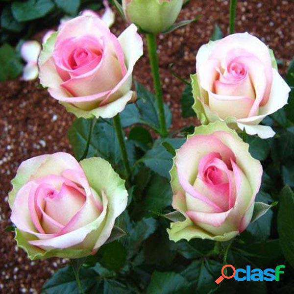 50 piezas Rosa rosa blanca Semillas DIY Flor de plantación