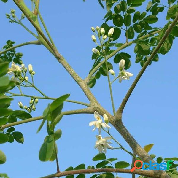 Egrow 10 piezas / paquete Moringa Semillas Plantas de