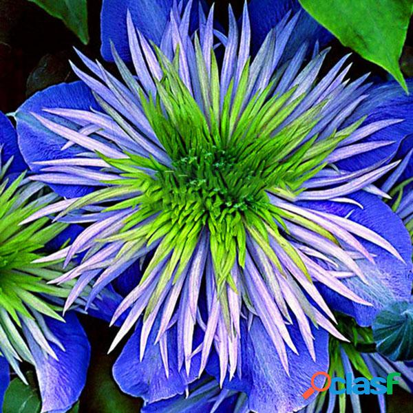 Egrow 100 Unids / Paquete Clematis Plantas Semillas De