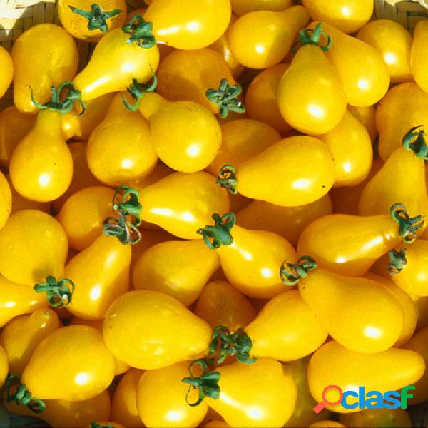 Egrow 100 Unids Tomate Amarillo Semillas Bonsai Plantas de