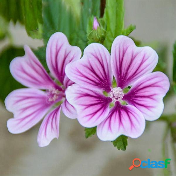 Egrow 100 piezas / paquete Malva Semillas Malva Bonsais Rosa